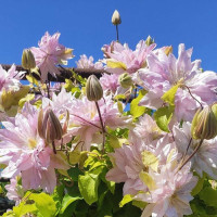 Клематис Виолет Элизабет (Clematis Violet Elizabeth) 