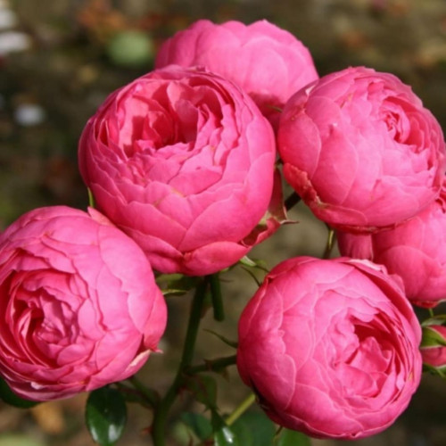 Роза кордес флорибунда Помпонелла Обильное цветение.