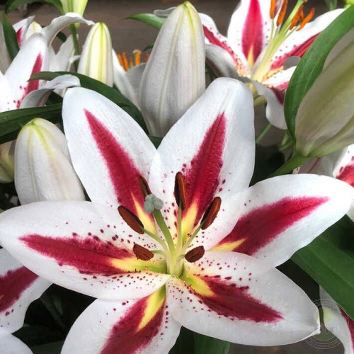 Лилия Биг Смайл «Big Smile» представляет великолепные трехцветные белые цветы с красивым акцентом на пурпурно-красно-желтые мазки по центру лепестка. 