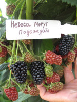Ежевика Небеса могут подождать