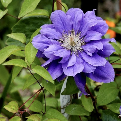 Клематис Флорал Денс ЗКС Floral Dance средней величины 5-7 см, фиолетово-голубые с пурпурной полосой.