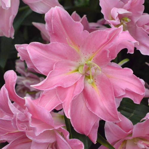 Лилия Юник Сорт Younigue относится к виду восточных лилий. Цветки крупные,  диаметром 20 см, розовой окраски, у центра небольшие желтые лучики. 
