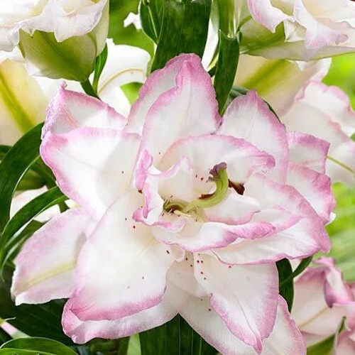 Лилия Бьюти Тренд «Beautytrend» нежно-розовой контрастной каймой, обильное цветение, гофрированные, растущие вверх. Зацветает в конце июля-начале августа, имеет насыщенный аромат. 