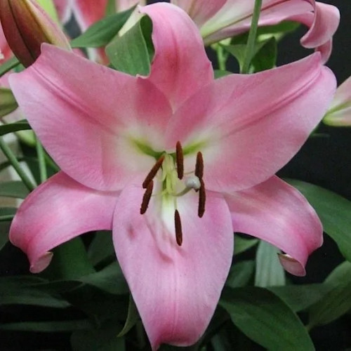 Лилия от-гибрид Тэйблданс Лилия Tabledance розовато-лиловая с белой серединкой. Это одна из самых популярных и титулованных сортов этой группы, так как она действительно поражает своей красотой и невероятными свойствами. 