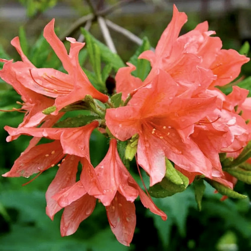 Рододендрон японский Рододендрон (Rhododendron) – великолепное растение с длительным периодом цветения. Культура относится к цветущим листопадным или вечнозеленым кустарникам семейства вересковых. Ветви растения могут иметь гладкую кору или опушение. Кожистые, темно-зеленые небольшие листья яйцевидной формы иногда имеют опушение. Цветы колокольчатой формы, воронкообразные, простые и махровые.