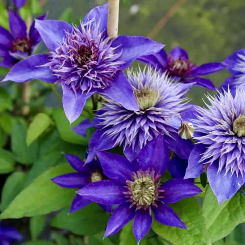 Клематис Мульти Блю ЗКС Multi blue цветёт крупными, ярко-синими цветами с фиолетовым оттенком с розоватыми тычинками. Полностью раскрытые цветы могут достигать 18-20 см в диаметре. Цветки махровые или полумахровые.
