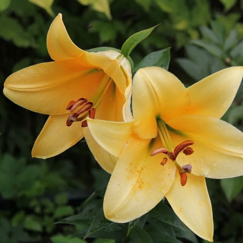 Лилия от-гибрид Террасол Яркие крупные цветы Terrasol. Бутон до 23 см в диаметре. Лепестки желтые, с теплым медовым оттенком, а в центре соцветия находятся контрастные темные пыльники.