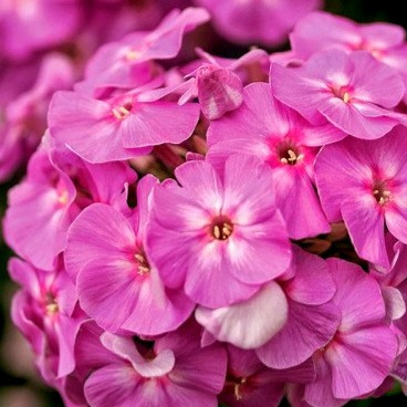 Флокс Флейм Лилак Цветки чрезвычайно привлекательного фиолетово-розового или фиолетово-сиреневого с белым глазком.