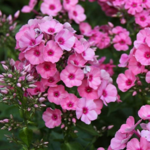 ​Флокс Флейм Пинк Душистые цветки светло-розового окраса с темно-розовым глазком в центре.