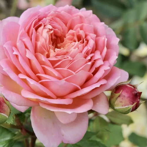 Роза английская Джубили Селебрейшн Цветки «Jubilee Celebration» лососёво-розовые с золотисто-жёлтым оттенком на нижней стороне лепестков, , густомахровые, по 1-3 на цветоносе. 