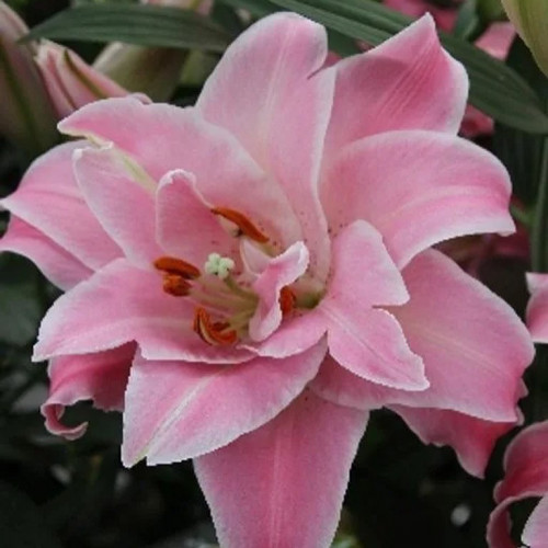 Лилия Мэджик Принцесс Душистые махровые цветки «Magic Princess» без пыльцы. Аромат очень нежный, еле уловимый. Высокий и прочный цветонос способен дать 10 цветков за сезон. 