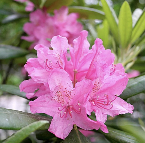 Рододендрон финский Гаага Рододендрон (Rhododendron) – великолепное растение с длительным периодом цветения. Культура относится к цветущим листопадным или вечнозеленым кустарникам семейства вересковых. Ветви растения могут иметь гладкую кору или опушение. Кожистые, темно-зеленые небольшие листья яйцевидной формы иногда имеют опушение. Цветы колокольчатой формы, воронкообразные, простые и махровые.