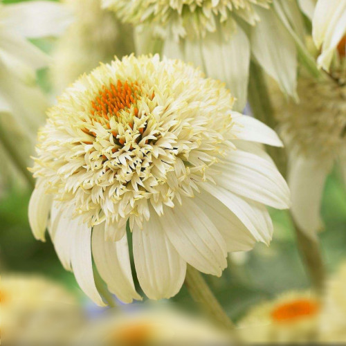 Эхинацея Милкшейк Крупные молочно-белые цветки - помпоны с юбочкой сливочного оттенка.