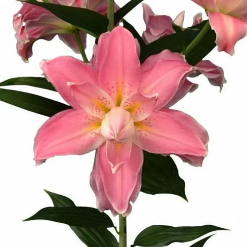 Лилия Акколейд Эффектная лилия «Accolade». Очень красивая с крупными махровыми цветками. Цветы нежно-розовые с белой каймой, очень ароматные! 