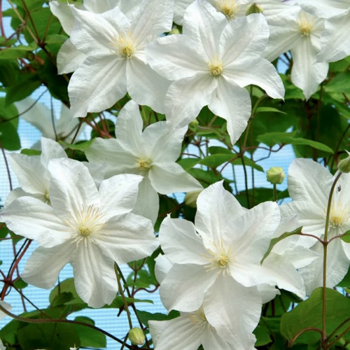 Клематис Сноу Шторм ЗКС Цветки Snow Storm одиночные, чисто-белые. Цветки состоят из 5-6 слегка волнистых листочков околоцветника с отчетливыми жилками. 