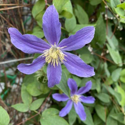 Клематис Арабелла ЗКС Arabella в начале цветения имеет яркий фиолетовый окрас, а потом становится голубой или бледно-голубой. 