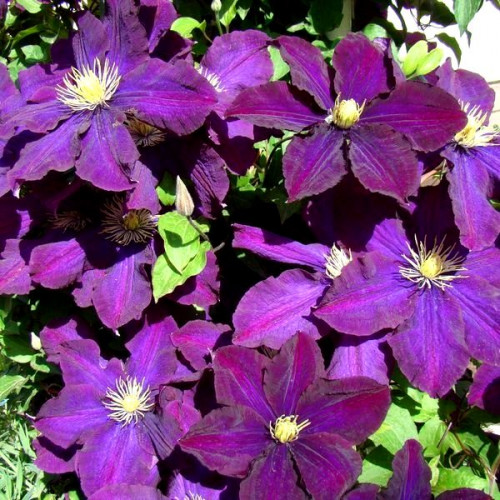 Клематис Грюнвальд Сорт, с тёмными фиолетово-пурпурными, как аксамит цветками диаметром 10-12 см, с 6 (иногда 4-5) в виде ромба, заострёнными лепестками, снизу темно-фиолетовыми с розовой полоской по центру. Достигает высоту 3-3,5 м.