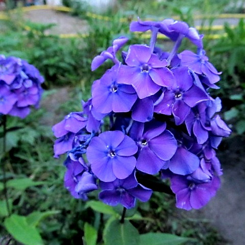 Флокс Блу Парадайз  Рано утром его цветки выглядят индиго-синими, в середине дня, на солнце, в них проявляется лиловый оттенок