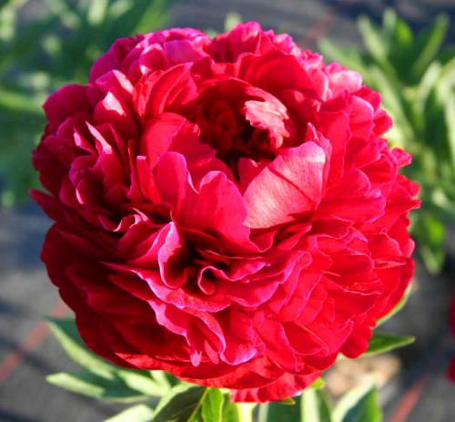 Пион Генри Бокстос Цветок махровый с розовидным центром, гранатово-тёмно-красный, блестящий, плотного правильного сложения.