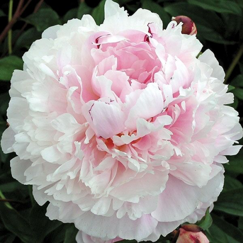 Пион Президент Тафт Пион President Taft крупный махровый цветок, 18 см, нежно-розового цвета с небольшими вкраплениями малинового.
