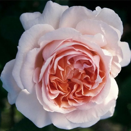 Роза чайно-гибридная Андре Ле Нотр Роза «Andre Le Notre» имеет довольно крупные соцветия. Необыкновенная и сказочная красота начинает проявляться в процессе распускания бутонов. Бутоны у «Андре Ле Нотр» вырастают большими и имеют бокаловидную форму. После раскрытия цветка, можно разглядеть ворсистую серединку, она довольно пышная и делает цветок все больше похожим на старинные розы.