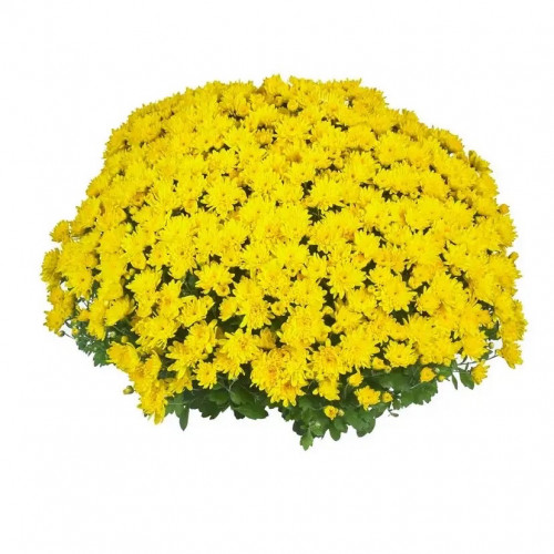 Хризантема мультифлора «Giggle Yellow» Хризантема мультифлора считается «Королевой осени». Хризантема мультифлора – это шарообразное растение с большим количеством мелких и разноцветных цветков.