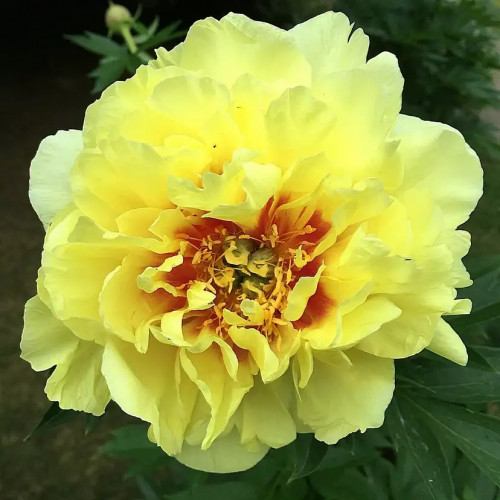 Пион древовидный Йеллоу Краун (Еллоу Кроун) Золотистый пион «Huang guan» (Yellow Crown) вырастает в высоту до 1,5 максимум. Цветы бывают махровыми и полумахровыми, в диаметре достигают 17-20 см. Компактные кустики за один сезон дают от 40 до 50 желтых цветков.