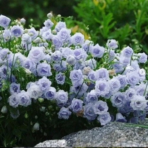 Кампанула Элизабет Оливер Cтебли Campanula Elizabeth Oliver тонкие, стелющиеся, нитевидные, образуют плотную дернинку высотой 10 см. Цветки поникающие, колокольчатые, бледно-лавандово-голубые, махровые.