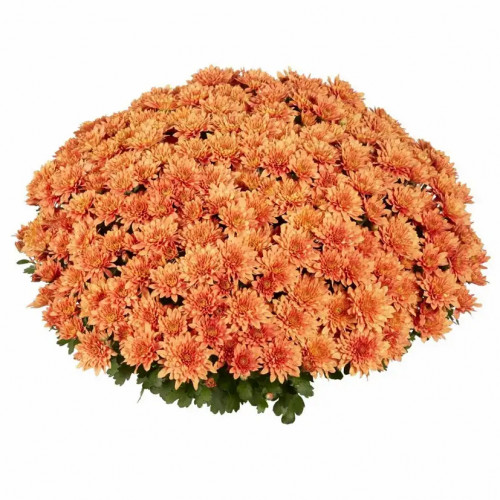 Хризантема мультифлора «Homerun Orange» Хризантема мультифлора считается «Королевой осени». Хризантема мультифлора – это шарообразное растение с большим количеством мелких и разноцветных цветков.