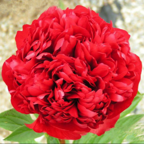 Пион Крисмас Велвет Махровый шаровидный алый цветок среднего размера. Окрас пылающего бархатисто-красного цвета с шелковистыми лепестками.