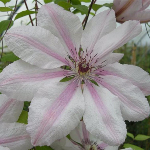 Клематис Ян Павел ll Цветки крупные, алебастрово-белые, со светло-розовой полоской, особенно выразительной во время осеннего цветения. Высота 3-4 м.