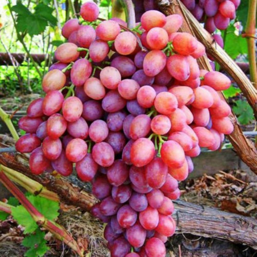 Виноград бессемянный Кишмиш лучистый Ягода умеренно сочная, сахаристая, с выраженной мускатной ноткой.