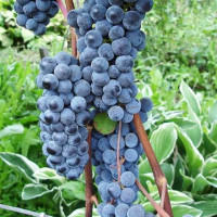 Виноград винный Агрия (Туран)