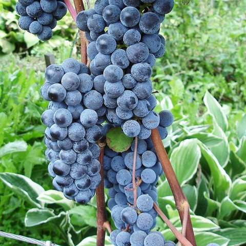 Виноград винный Агрия (Туран)  Ягоды темно-фиолетовые, с окрашенным соком, кожица богата танинами.