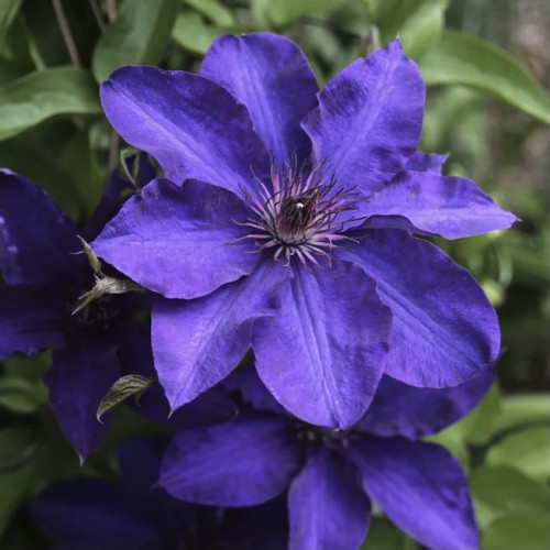Клематис Президент Чашелистики Президента пурпурно-сине-фиолетовые цвета, с более светлой полосой по центру. Пыльники темные, красновато-пурпурные. Цветёт обильно. Высота растения до ~ 2 - 2,5 м.