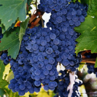 Виноград винный Рубин