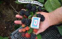 Ежевика Трипл Краун