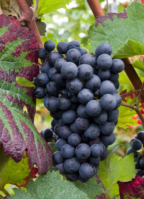 ​Виноград винный Дорнфельдер Грозди крупные, среднеплотные. Ягоды синие, довольно крупные. 