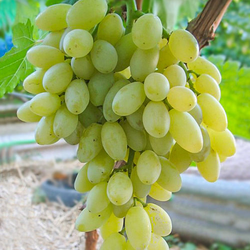 Виноград бессемянный Кишмиш Столетие Ягоды могут сохраняться до самых заморозков, но при долгом хранении на лозе, теряется мускатный вкус.