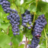 Виноград винный Регент - Виноград винный Регент