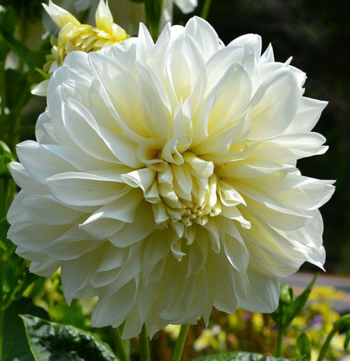 Георгин декоративный Уайтсайленс На кусту одновременно до 7 свежих белых цветков.
