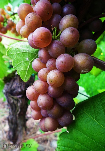 Виноград винный Зигерребе Ягоды розовые, средние, округлые, с сильным ароматом. 