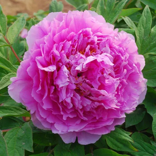 Пион древовидный Цветочная роса «Ling hua zhan lu» - цветки гортензиевидной формы, 20 см в диаметре. Пион в период цветения покрывается крупными соцветиями розового цвета с голубовато-лиловым подтоном. Цветет поздно, обильно. Цветки с нежным легким ароматом, очень красивой формы, густомахровые. 
