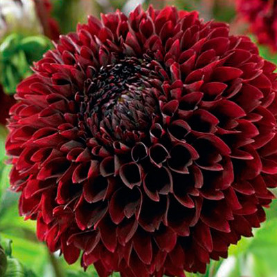 Георгин декоративный Джоуи Мирелла Цветок насыщенно-бордовый, очень темный, великолепен для срезки.