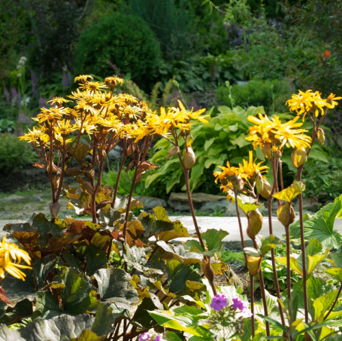 ​Бузульник Дездемона Окрас цветка жёлто-оранжевый или огненно-оранжевый. 