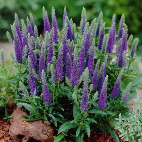Вероника Санни Бордэр Блу Изящные узкие стрелки сочного фиолетово-синего цвета украшают растение с июня до глубокой осени.