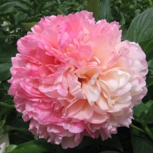 Пион Сэлмон Глори Нежно-лососево-розовые, по мере цветения края светлеют, а центр остается ярким! 