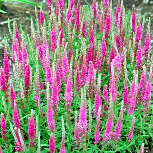 Вероника Ротфучс Состоит из колосовидных соцветий из множества мелких тёмно - розовых (малиновых) цветков.