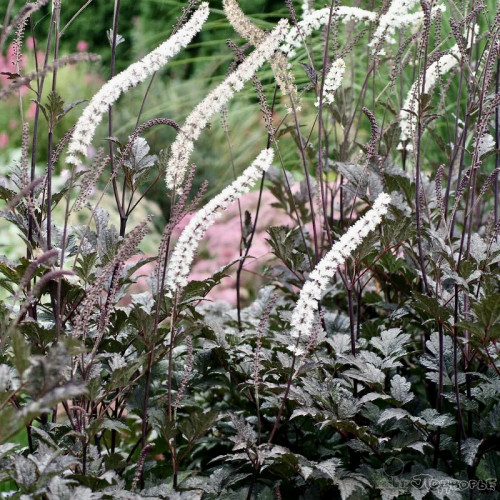 Актея Блэк Неглиже Одно из красивейших и величавых растений, его высота достигает 2 м. Актея из самых тёмных сортов. Цветки кремово-белые с фиолетовым оттенком, в пушистых соцветиях.