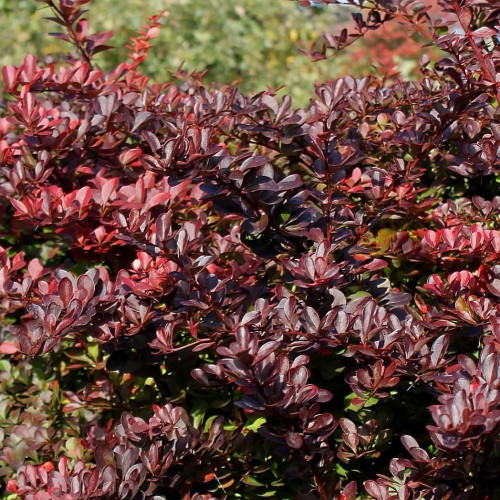 Барбарис Тунберга Кармен Листья на ощупь гладкие, красно-коричневатого оттенка. Ягоды красного цвета продолговатой формы. Ягоды остаются на ветках после опадания листвы, а иногда держатся всю зиму.​